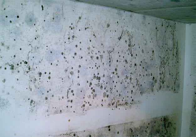 mold on basement wall